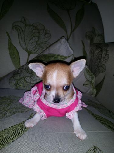Chihuahua cachorros 10 semanas de edad   Tene - Imagen 1