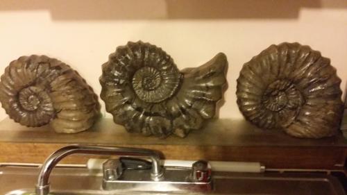 Fosiles de amonitas de 8kg aprox y 30 cm de d - Imagen 2