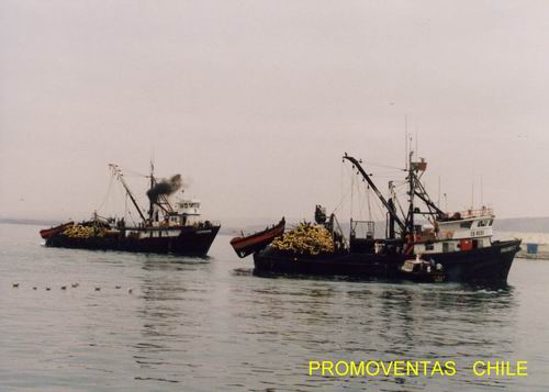 vendo tres barcos pesqueros de cerco sardiner - Imagen 1