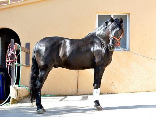 caballo espaÑol negro con registro desde esp - Imagen 1