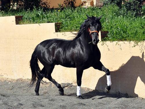 caballo espaÑol negro con registro desde esp - Imagen 3