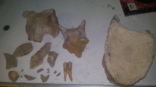 tengo varios fosiles de diferntes animales  - Imagen 1