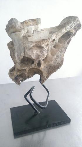 Molar colmillo y mandíbula de mamut  - Imagen 1