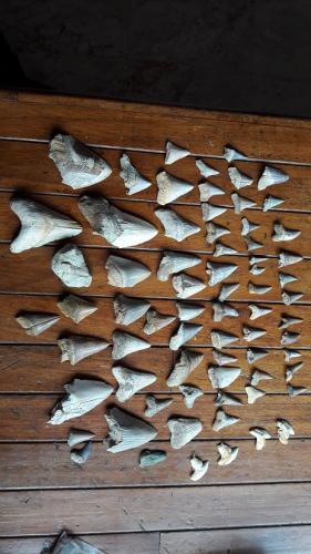 Vendo coleccion de dientes fosiles de tiburon - Imagen 1