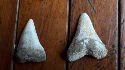 Vendo coleccion de dientes fosiles de tiburon - Imagen 2