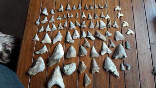 Vendo coleccion de dientes fosiles de tiburon - Imagen 3