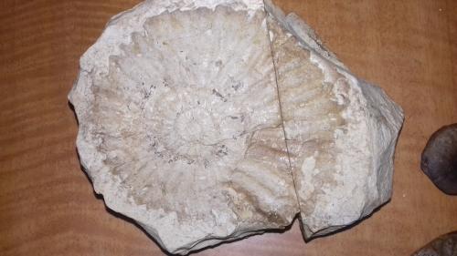 Vendo varios fosiles de caracol Escucho ofert - Imagen 1
