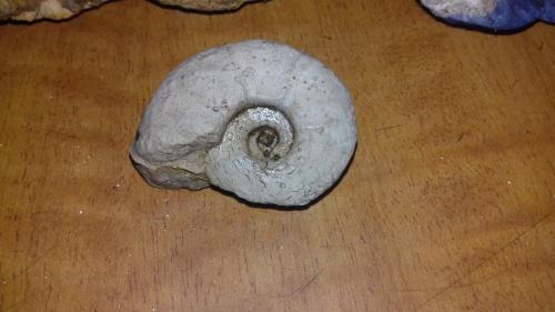 Vendo varios fosiles de caracol Escucho ofert - Imagen 2