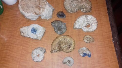 Vendo varios fosiles de caracol Escucho ofert - Imagen 3