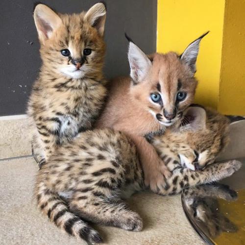 Exclusivos gatitos caracal serval y savannah - Imagen 1