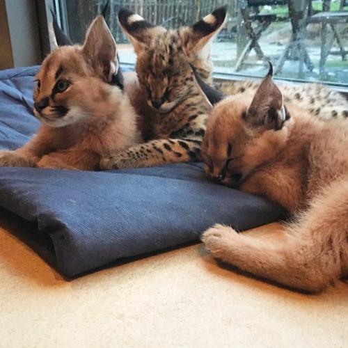 Exclusivos gatitos caracal serval y savannah - Imagen 2