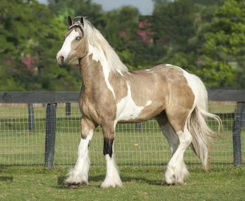 Precioso caballo gitano vanner para ventas t - Imagen 1