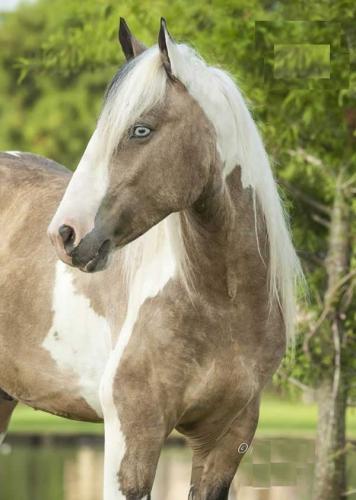 Precioso caballo gitano vanner para ventas t - Imagen 2