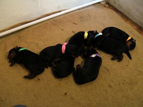 Rottweiler de raza pura para adopción gratui - Imagen 3