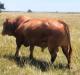 We-have-Brahman-Brangus-Hereford-Holstein-Heifer-Cows