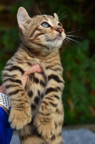 Hermosos gatitos de sabana disponibles Tenemo - Imagen 1