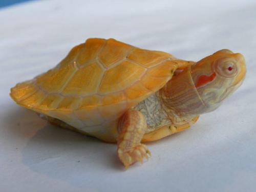 Ofrecemos solo camaleones tortugas tortugas - Imagen 1