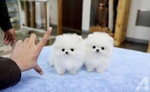 2 Preciosos cachorros de Pomerania para tu ho - Imagen 1