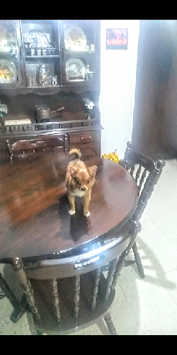 Vendo HEMBRA Chihuahua pelo largo tres meses  - Imagen 1