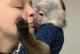 Bebes-capuchinos-de-9-semanas-disponibles