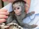 Precioso-bebe-capuchino-monos-a-la-venta-tenemos