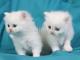 Preciosos-gatitos-persas-en-adopcion-Gatitos-de-10