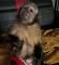 Monos-capuchinos-disponibles-para-la-venta