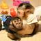 Encantadores-monos-capuchinos-a-la-venta-Machos-y