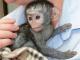Compre-monos-capuchinos-a-la-venta-tenga-monos