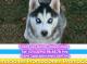 Cachorros-Husky-Siberiano-Ojos-azules--Ap�-rtalos-ya