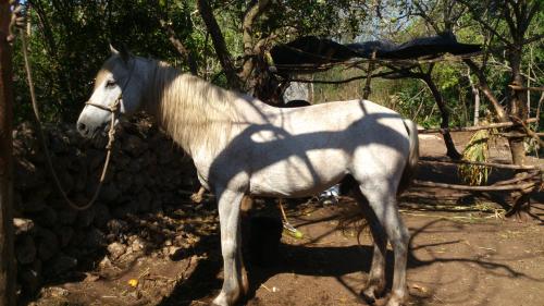 vendo bonito caballo moro mosqueado de 7 año - Imagen 3